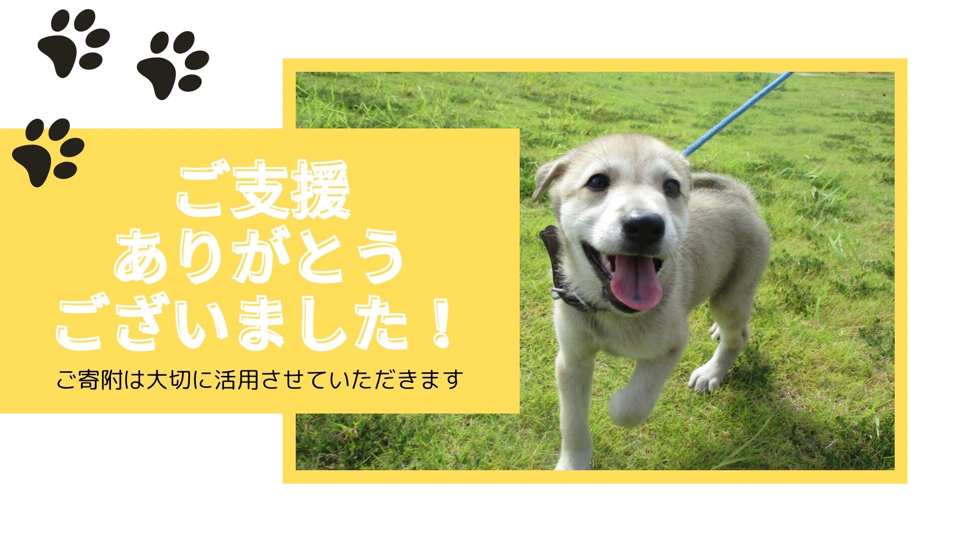 目標金額を達成しました／子犬